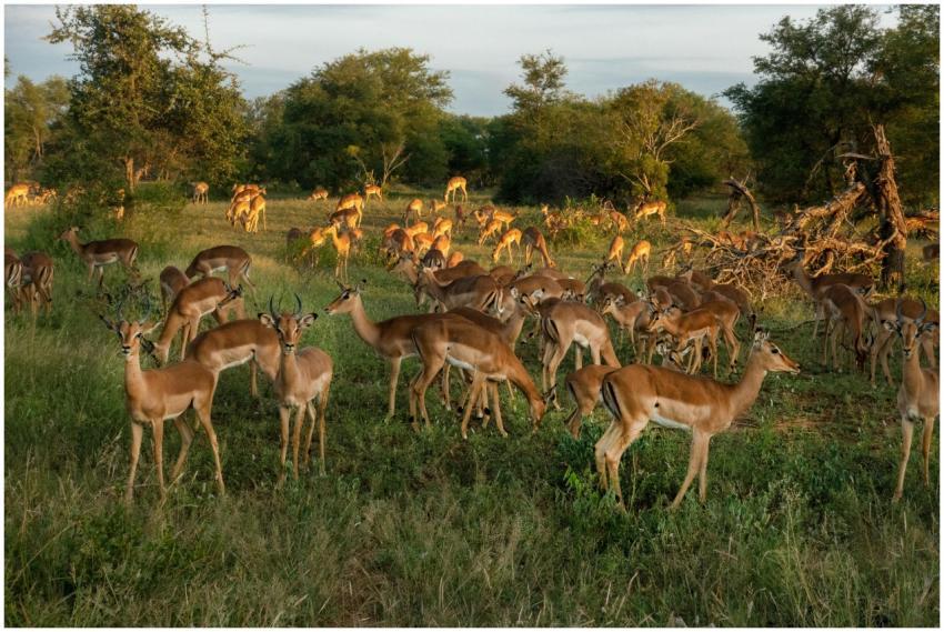 A large herd of impalas grazing in the African sav