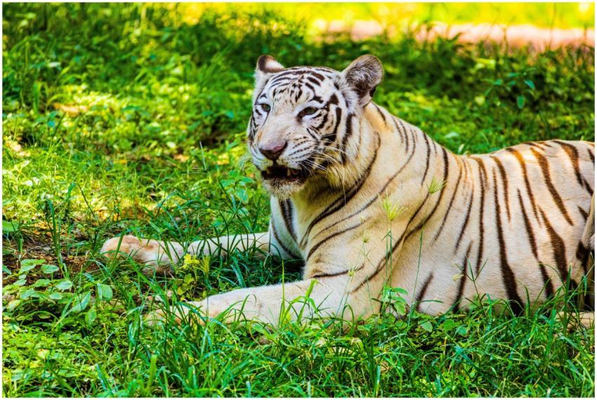 Close-up of a white tiger resting on grass in Hyde