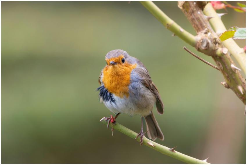Close-up of a European robin on a branch with a bl