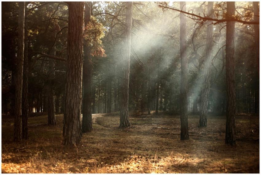 Sunlight streaming through foggy woodland in autum