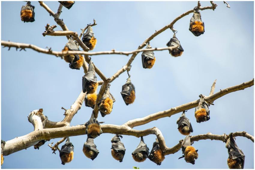 Close-up of multiple bats hanging from tree branch