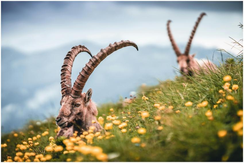 Captivating close-up of alpine ibex grazing amidst