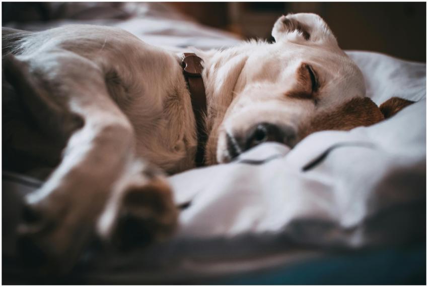 Adorable close-up of a dog sleeping peacefully on