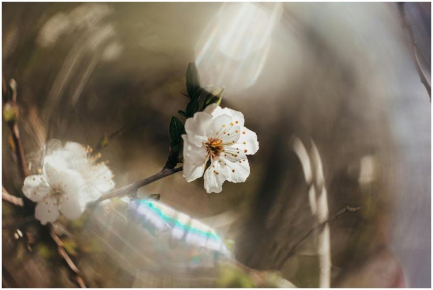 A serene close-up of a cherry blossom branch, capt