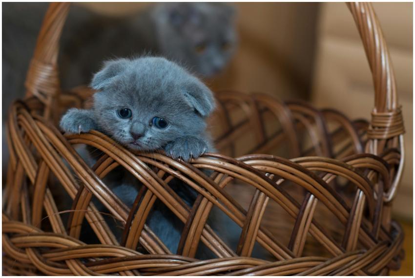 Adorable grey kitten peeking out of a wicker baske