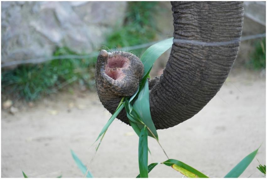 Detailed image of an elephant's trunk grasping and