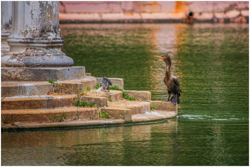 Free stock photo of beauty, flock of birds, freedo