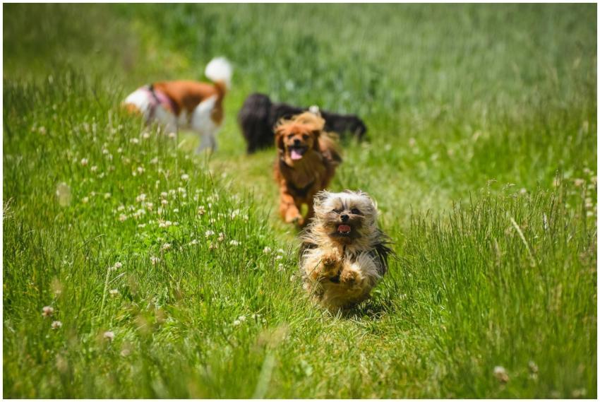 Lively scene of several dogs joyfully running thro