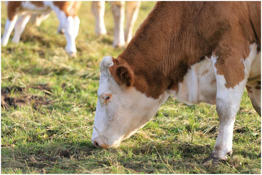 Close-up of cows grazing in a sunny autumn pasture