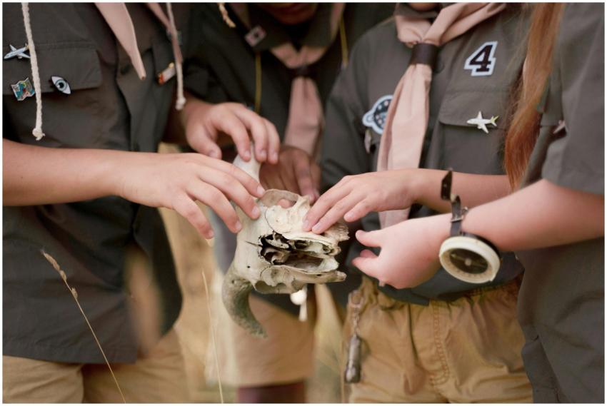 Children in scout uniforms examine an animal skull