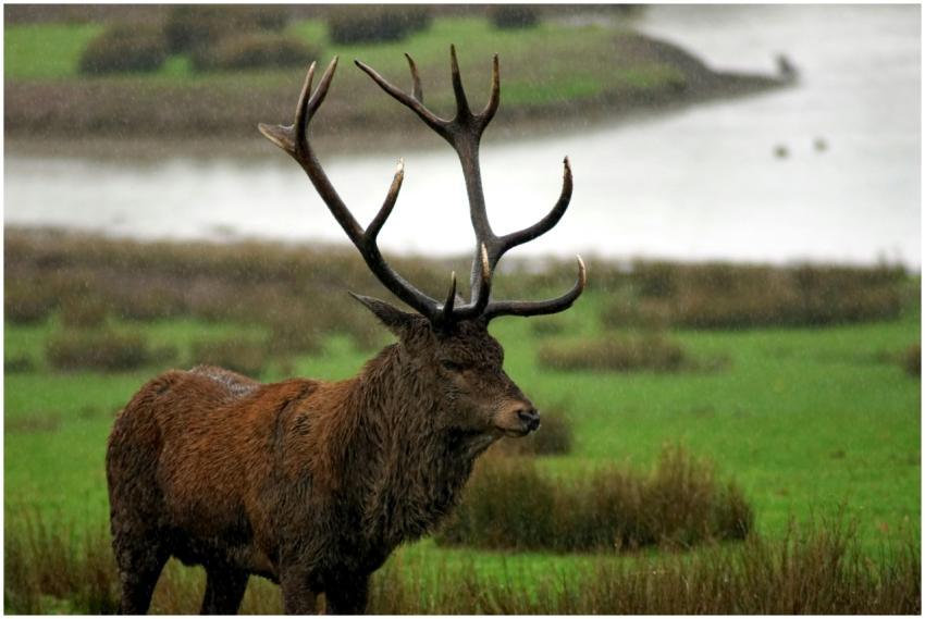 A majestic red deer stag with antlers standing in