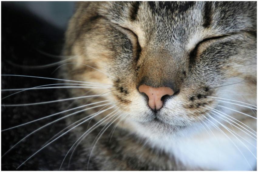Adorable close-up of a tabby cat's face with close