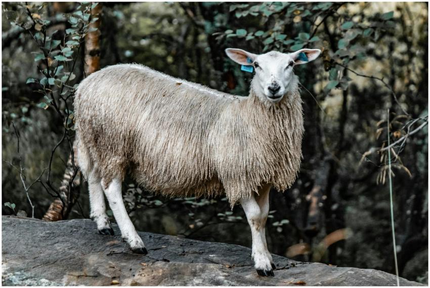 A sheep with soft wool standing on a rock in a woo