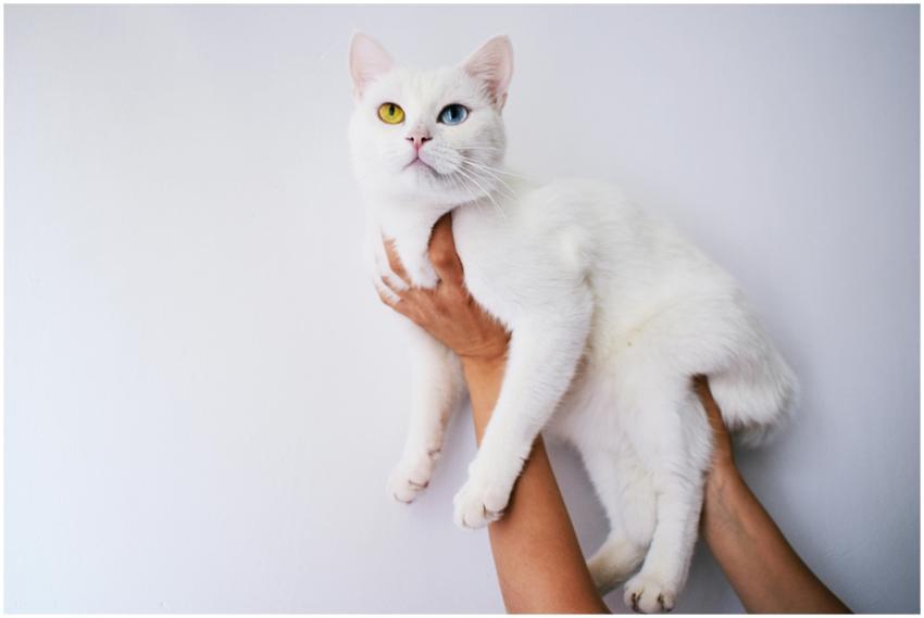 Adorable white cat with heterochromia being held i