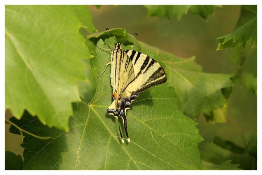 Butterfly Leaf Nature Scarce Swallowtail