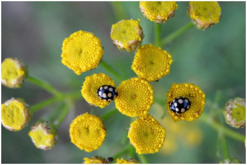 Detailed image of ladybugs on vibrant yellow tansy
