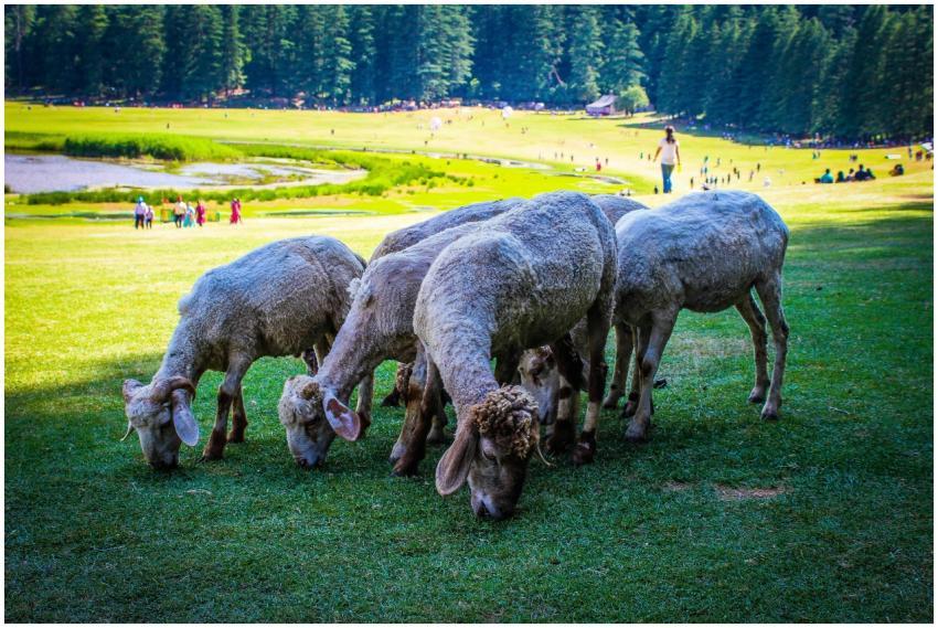 A serene scene of sheep grazing in Khajjiar, Himac