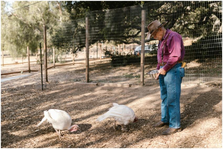 An elderly farmer feeding turkeys in an outdoor pe