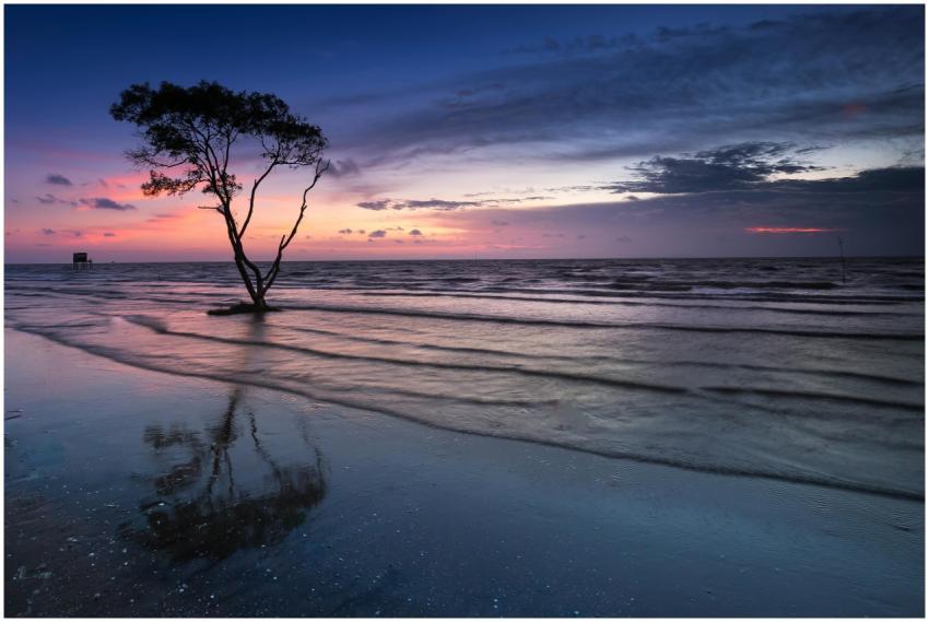 Stunning twilight beach scene with a lone tree ref
