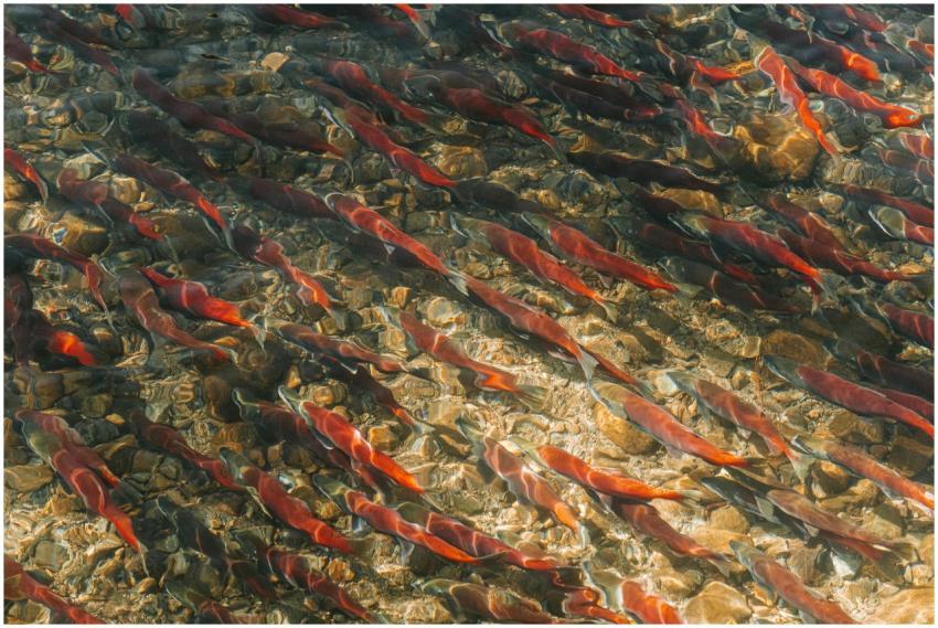 Sockeye salmon migration in South Lake Tahoe's cle