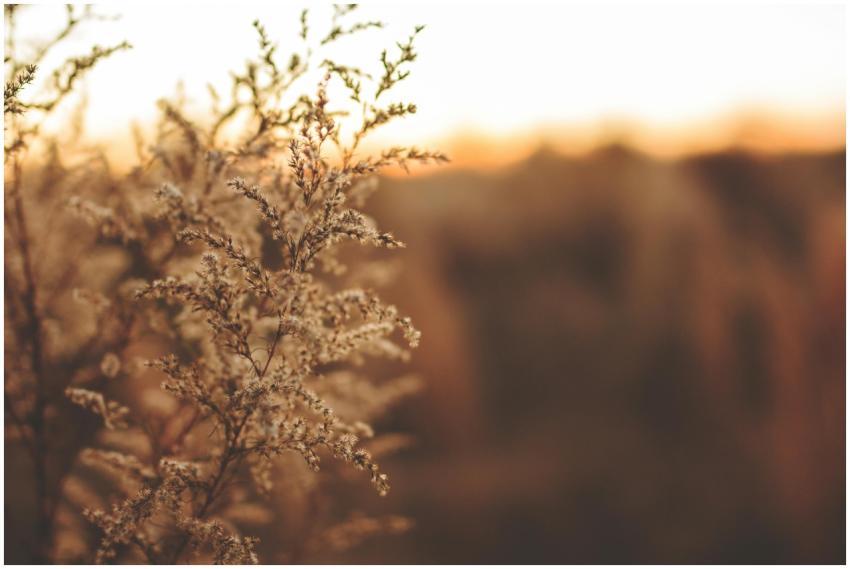 A detailed close-up of wild reed during golden hou