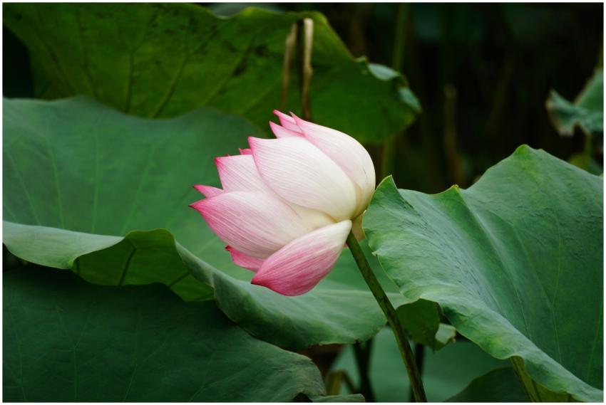 Beautiful pink lotus flower in full bloom surround