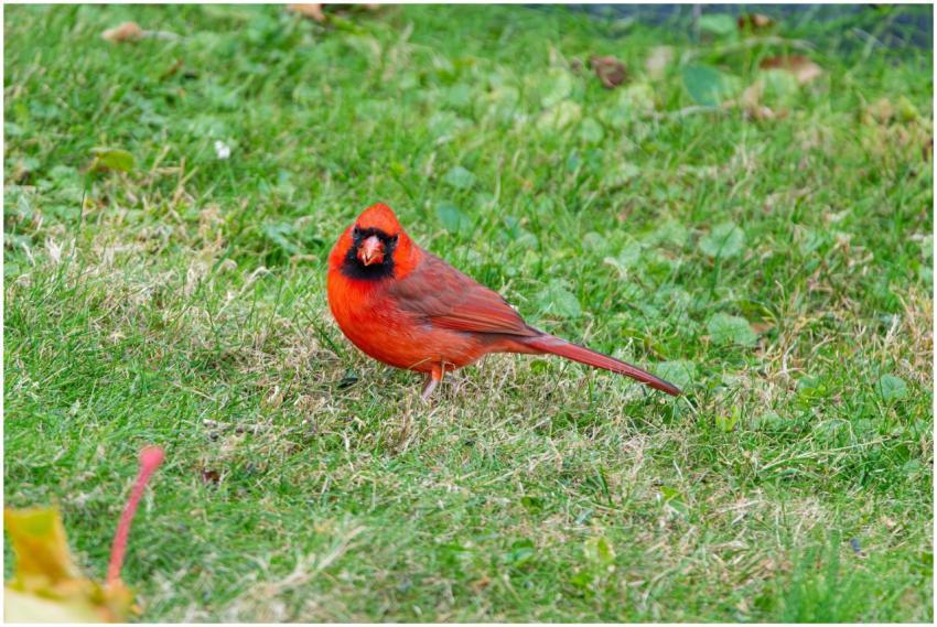 Free stock photo of cardinal, dove