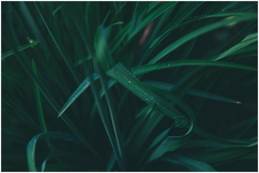 Close-up of green grass with dew drops, showcasing