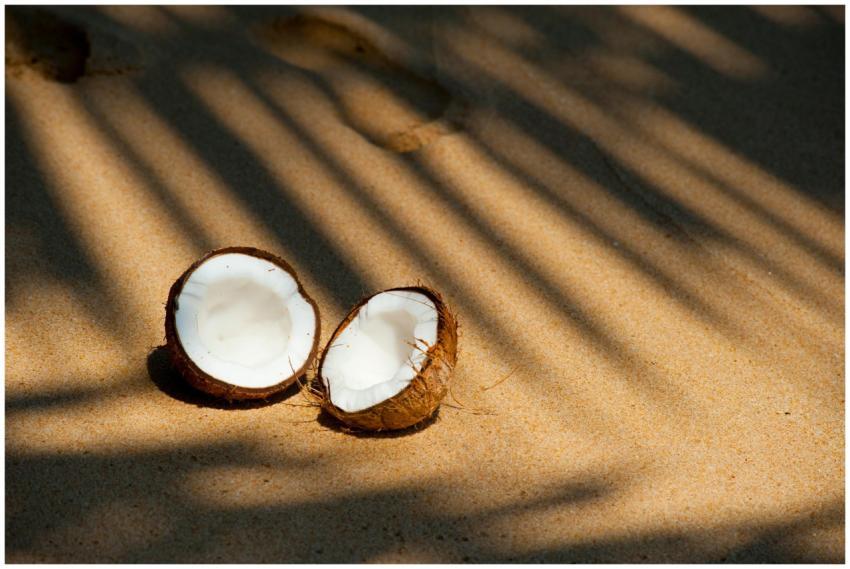Coconut halves resting on a sunlit sandy beach, ca