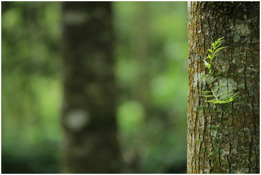 A vibrant green fern grows on a tree trunk, captur