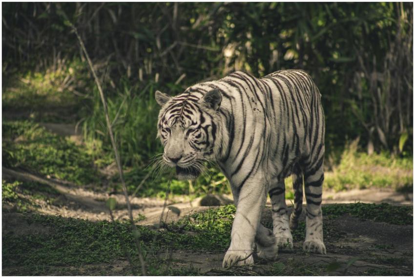 A captivating image of a white tiger walking throu