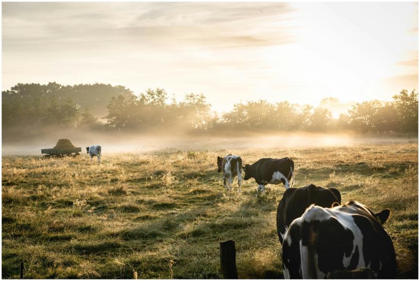 Cows grazing in a foggy field at sunrise, capturin