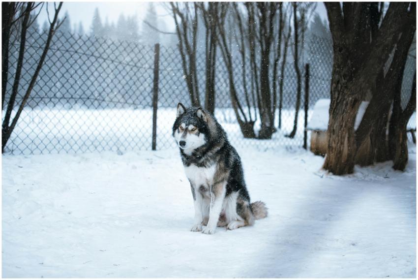 A Siberian Husky dog sits on a snowy path in a win
