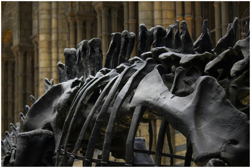 Close-up of dinosaur fossil bones displayed in a h