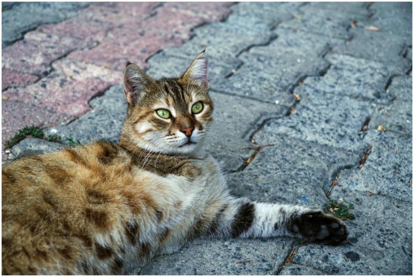 Adorable tabby cat lounging on a cobblestone stree