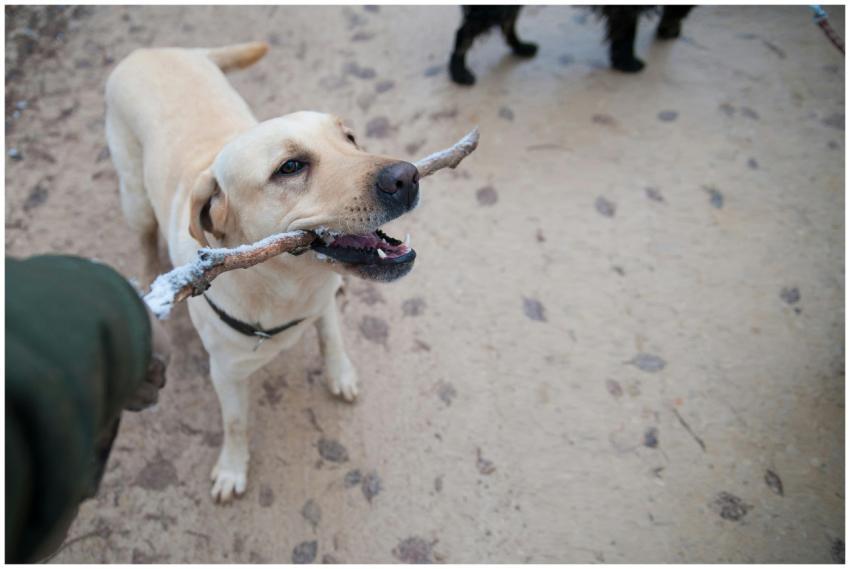 A Labrador Retriever playfully holding a stick dur