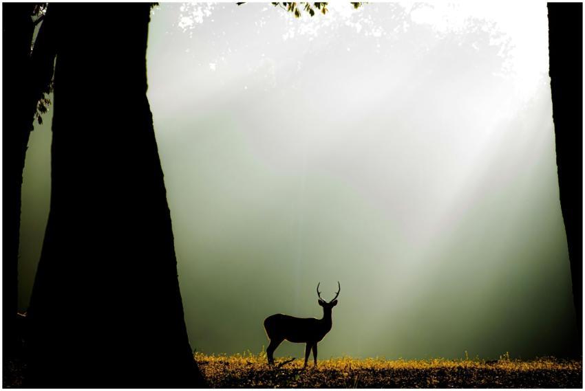 A captivating deer silhouette in a sunlit forest c