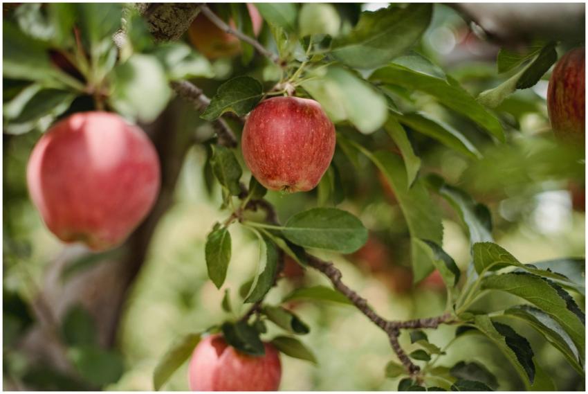 Shiny delicious apples hanging from tree branch wi