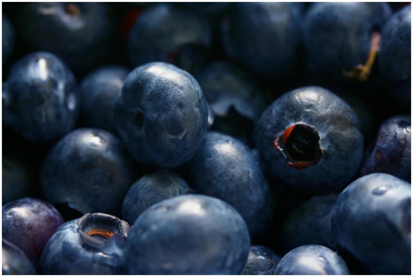 Macro photo of a group of fresh blueberries showca