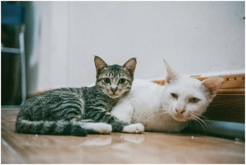 A cozy close-up of two domestic cats lounging insi