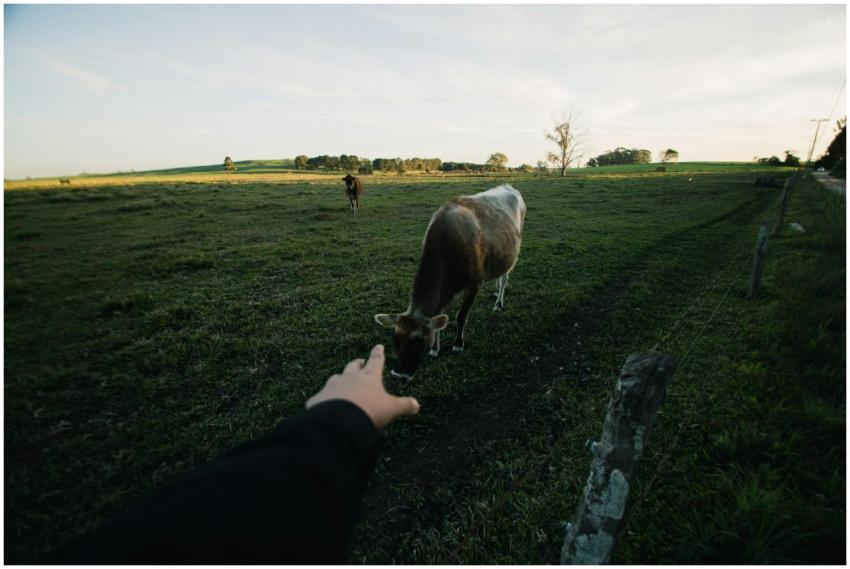 Hand reaching towards cow in a picturesque farm fi