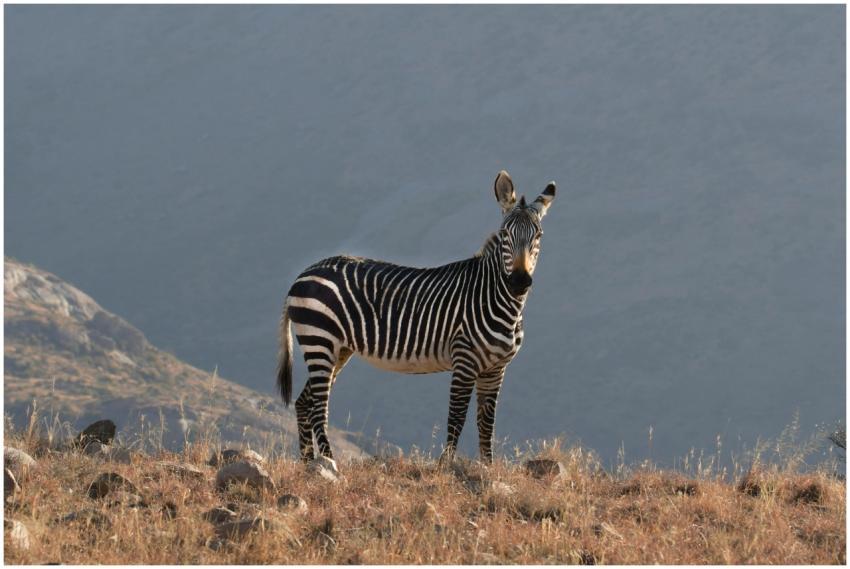 A zebra standing in the grasslands of South Africa