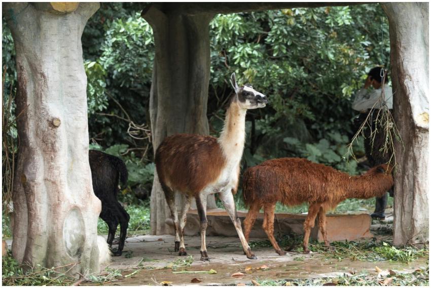 A group of alpacas grazing under a forest canopy,