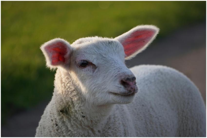 Close-up of a cute baby lamb in a sunny outdoor fa