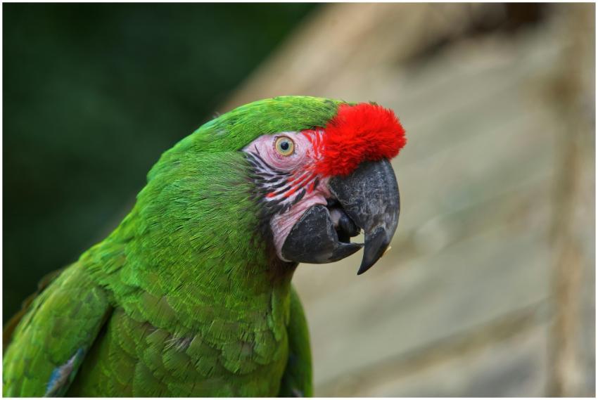 Close-up portrait of a colorful Military Macaw sho