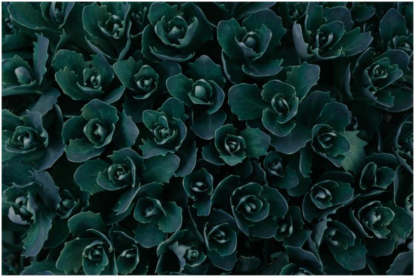 A vivid close-up of dark green succulent leaves fo