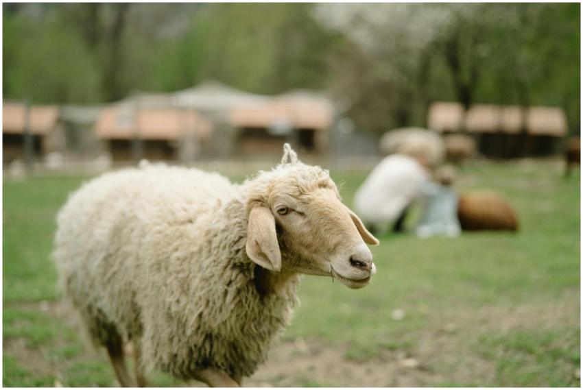 Close-up of a sheep grazing in a green field with