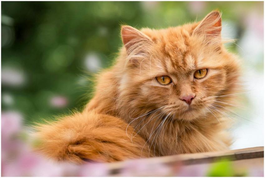 Adorable fluffy ginger Persian cat lying outdoors