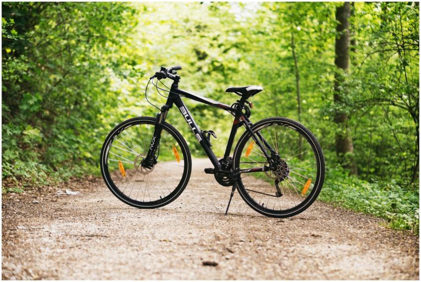 A mountain bike resting on a forest path surrounde