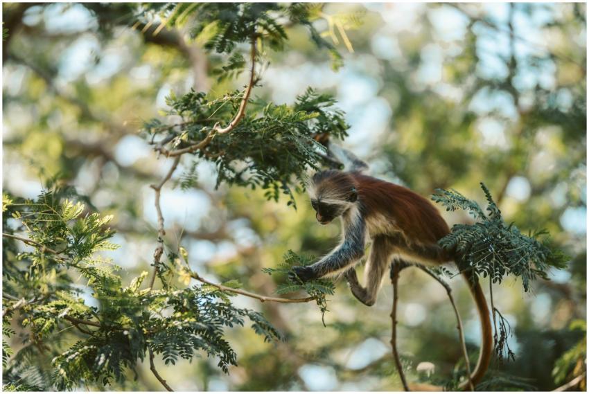 A close-up of a Zanzibar red colobus monkey amidst